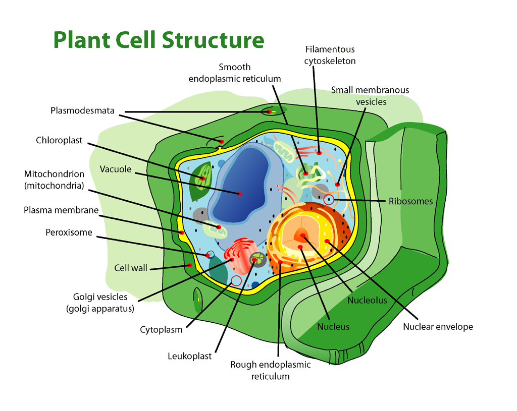 Nucleic Acids | Biology for Non-Majors I Nucleic Acids | Biology for Non-Majors I